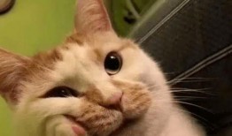 娱乐吃瓜酱小猫,揭秘娱乐圈那些不为人知的幕后故事