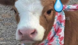 娱乐吃瓜酱小猫,揭秘娱乐圈那些不为人知的幕后故事