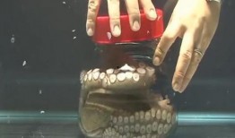 瓶子爆料最近新闻视频,最新新闻视频揭秘事件真相